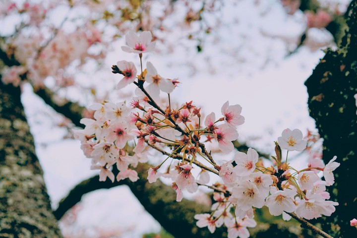 sakura