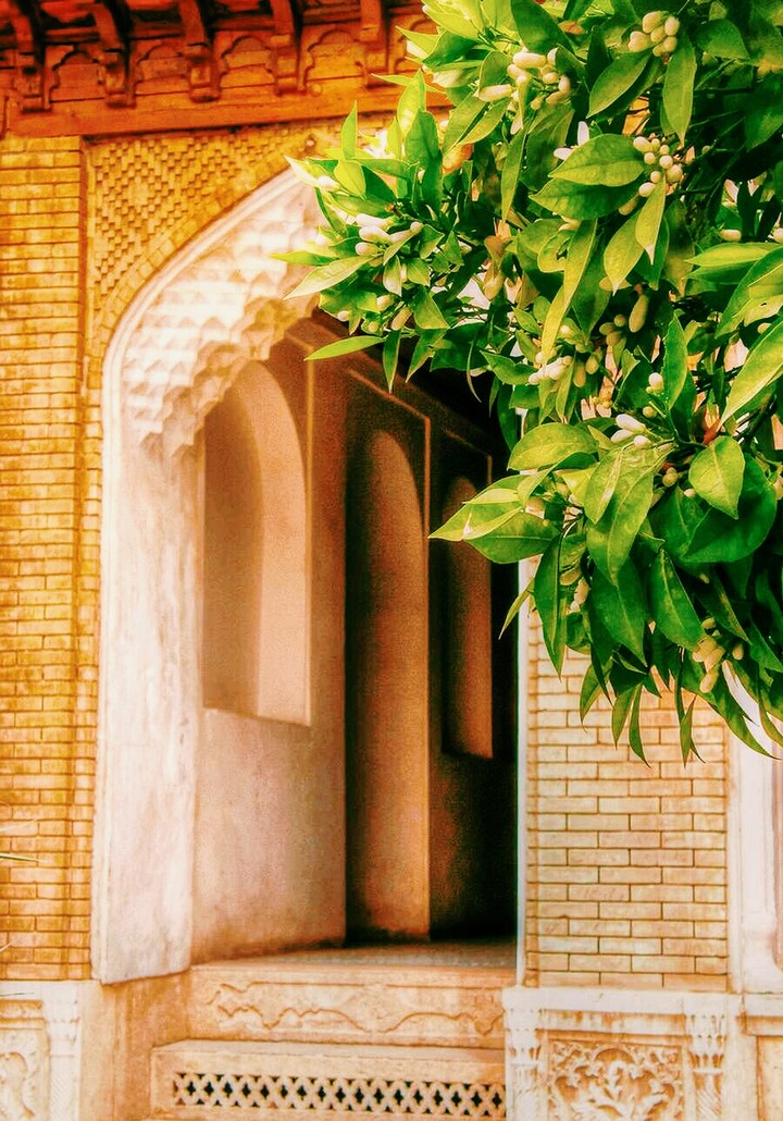shiraz  narang