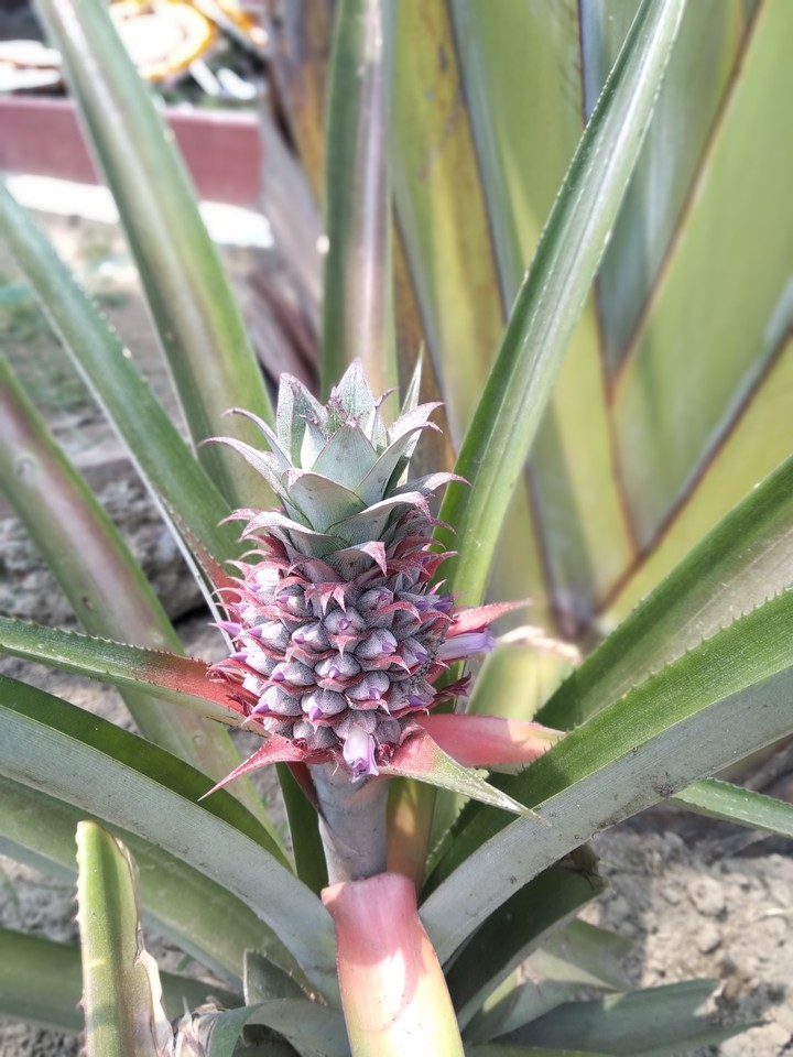 A pineapple