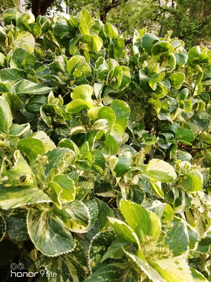 leaves