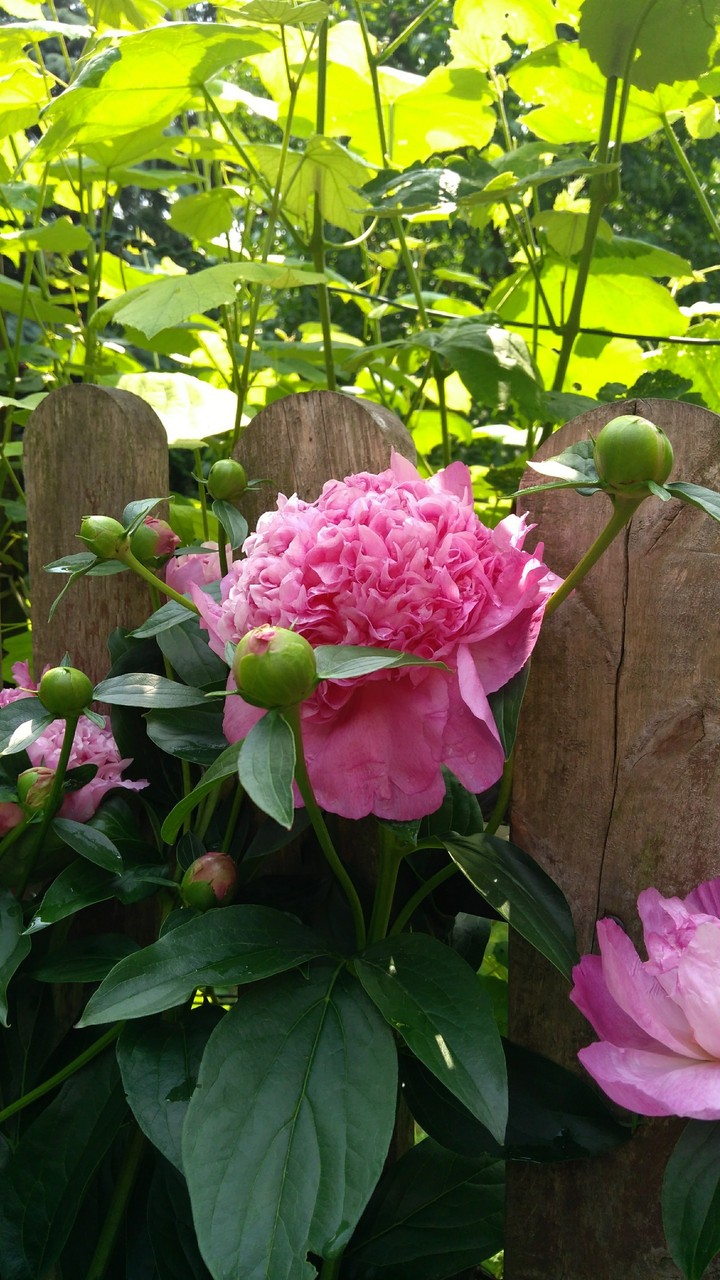 my garden