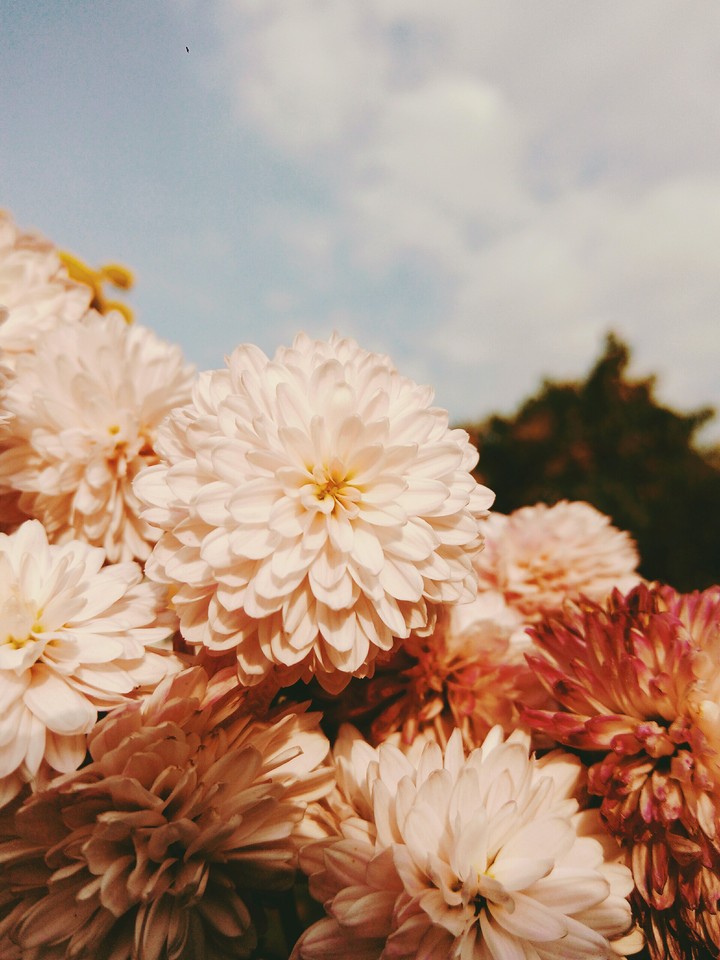 flowers