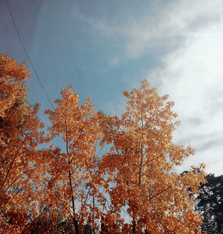 Autumn trees