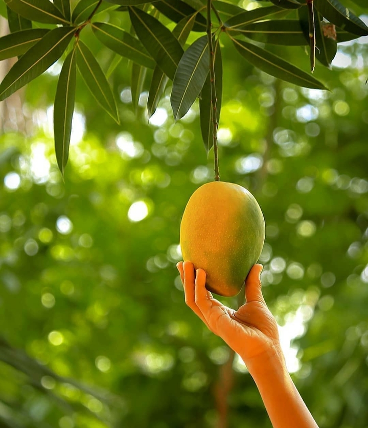 manggo fruits