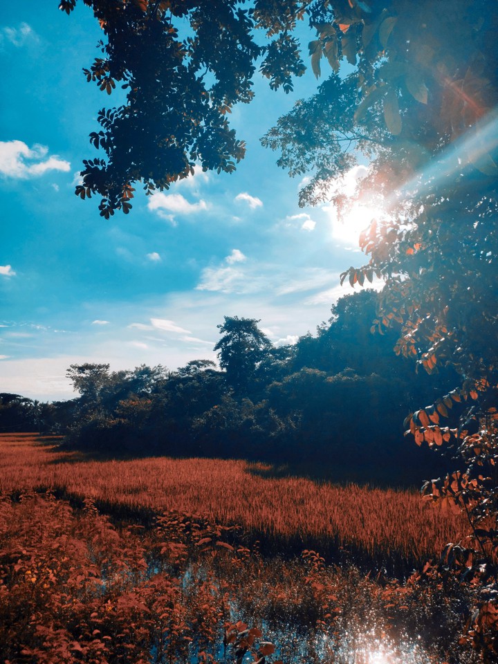 Dream