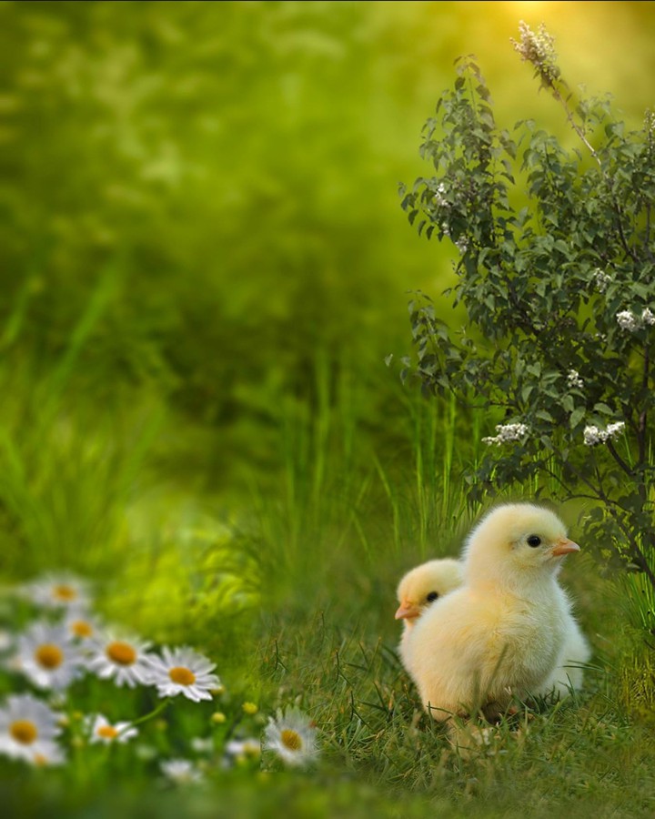 Spring