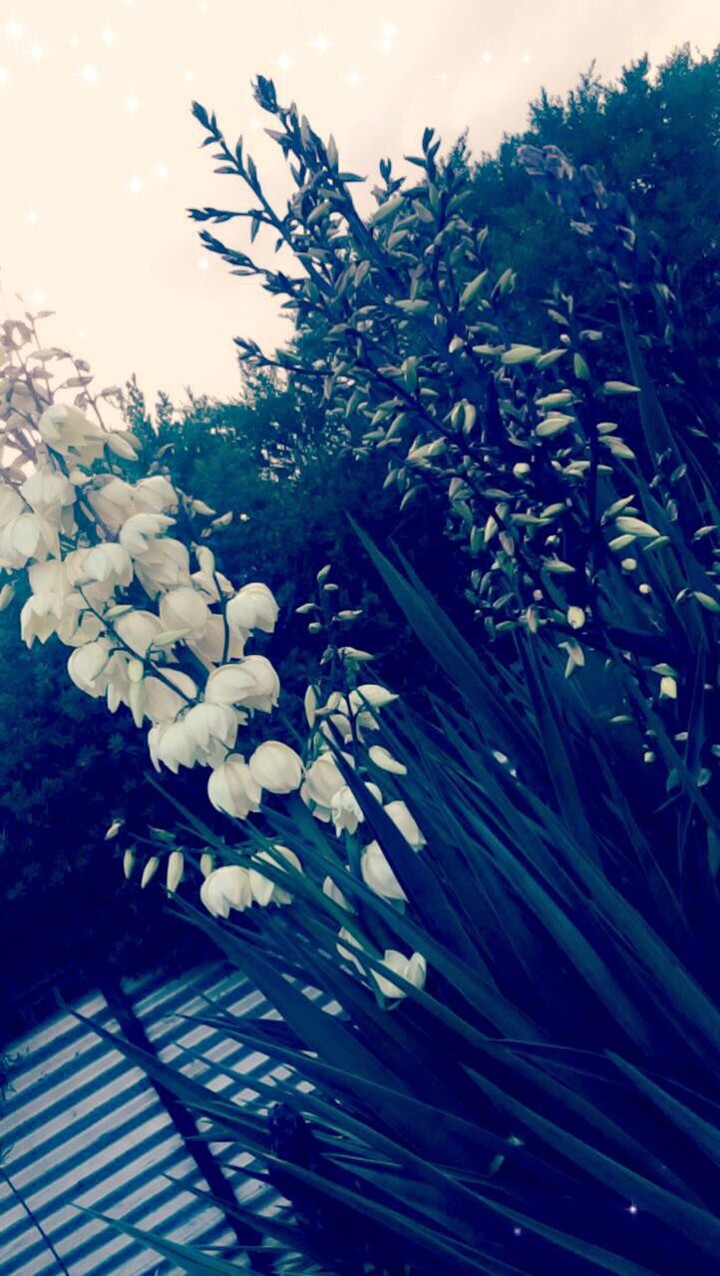 A beautiful flower
