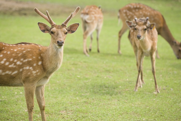 Deer