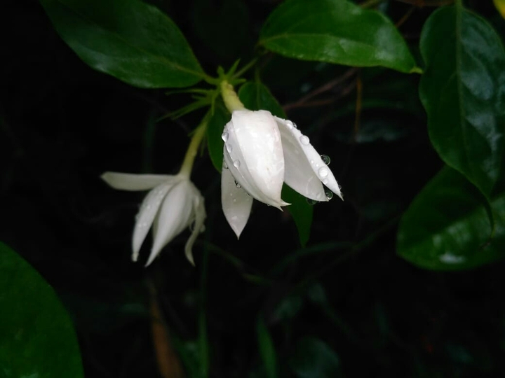 #flower#white