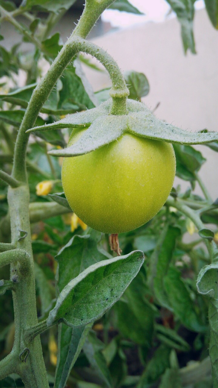 tomato