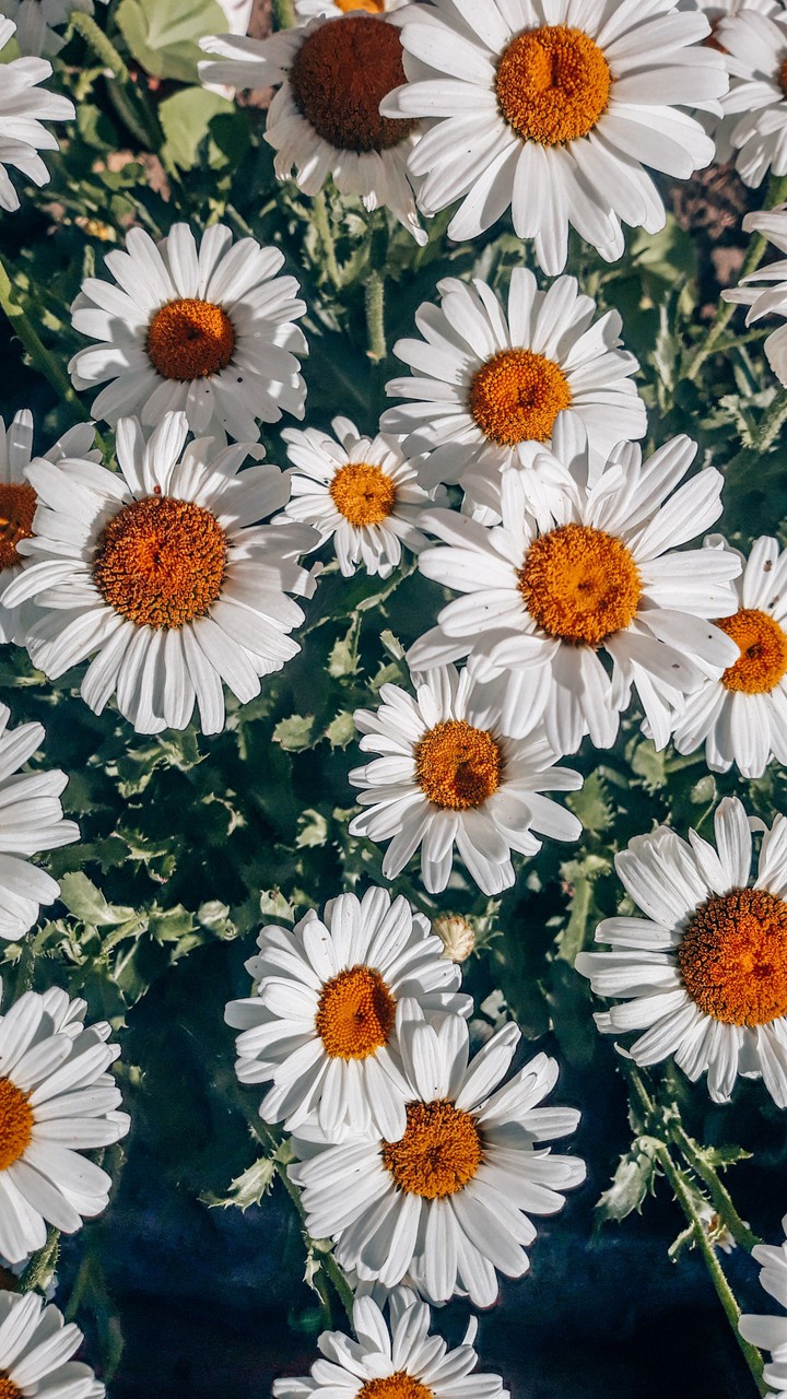 daisy