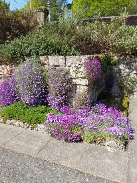 خلفيات shrub, groundcover