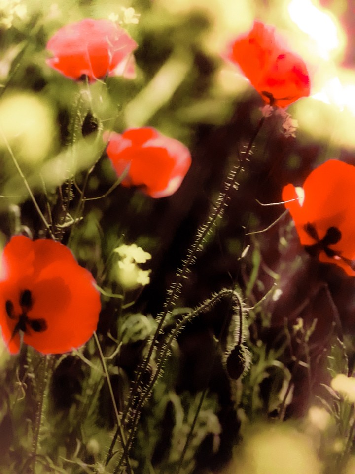 Red Flowers