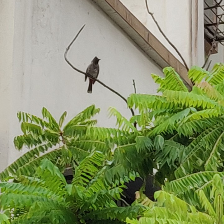 bulbul