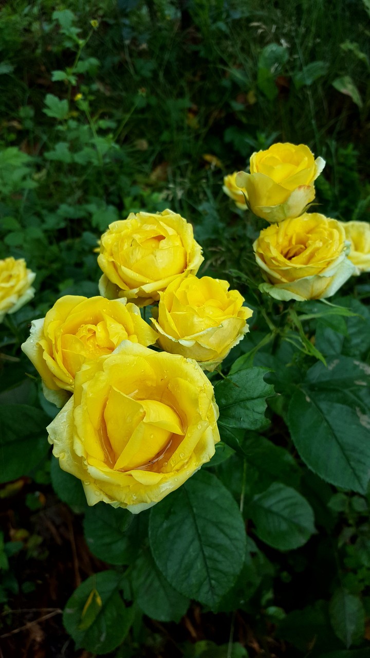 yellow simphony