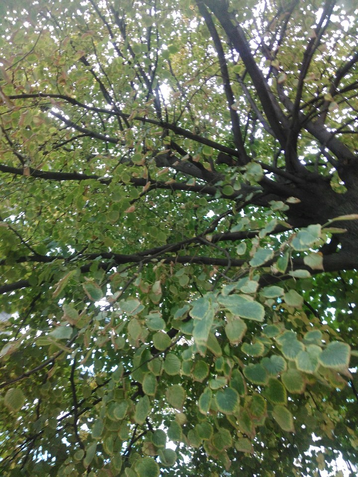 green tree