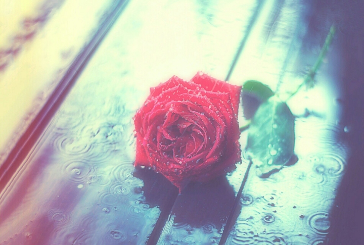 Lonely Rose