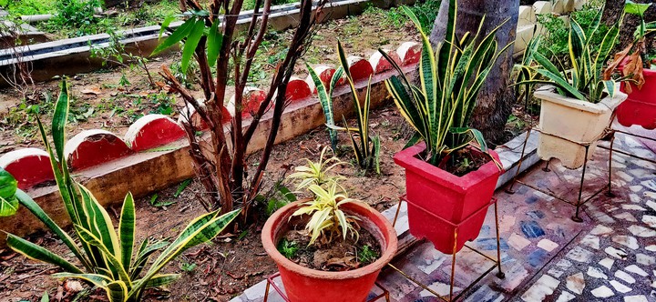 plants