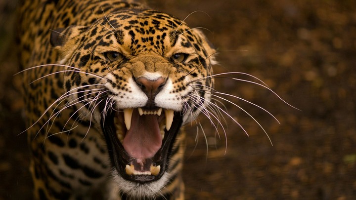 Jaguar (HD)