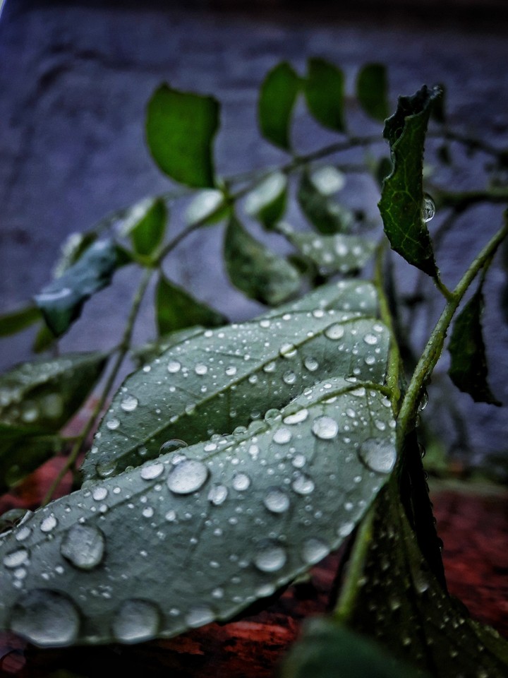 droplets