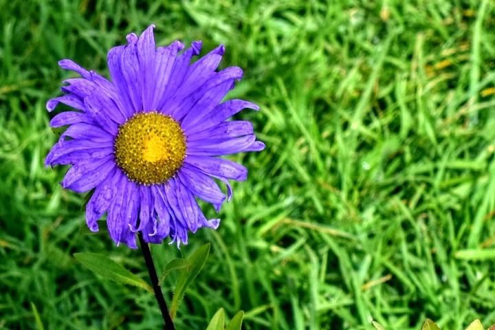 flower
