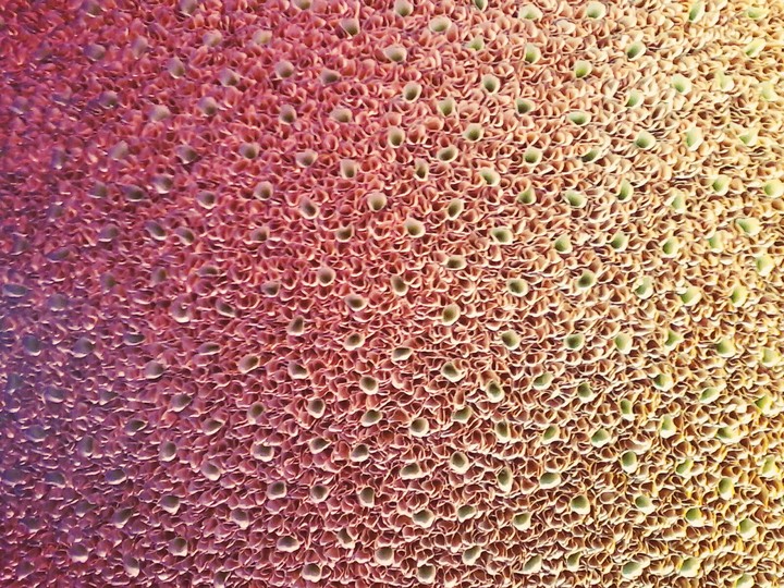 biennale 2019