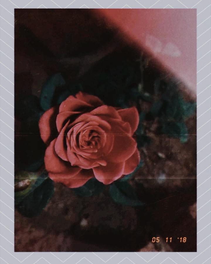 my garden flower's beauty