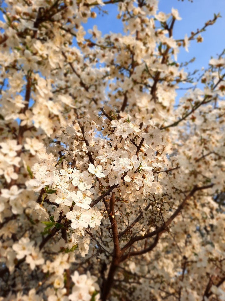 blooming tree