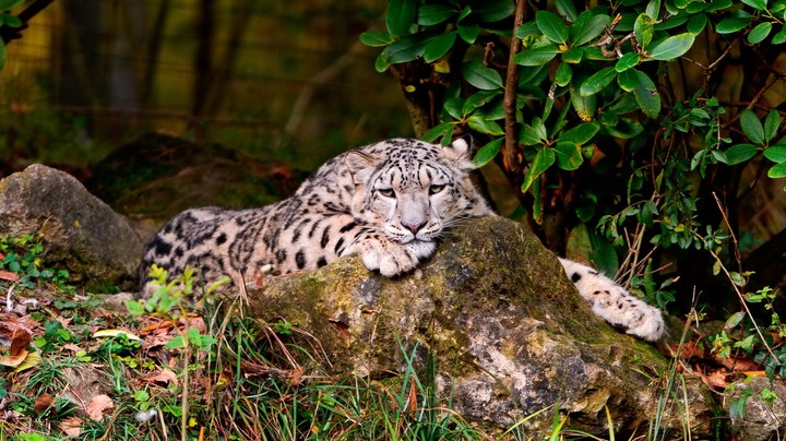 snow leopard