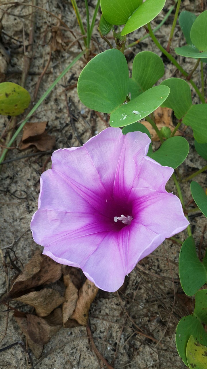 Beautiful flower