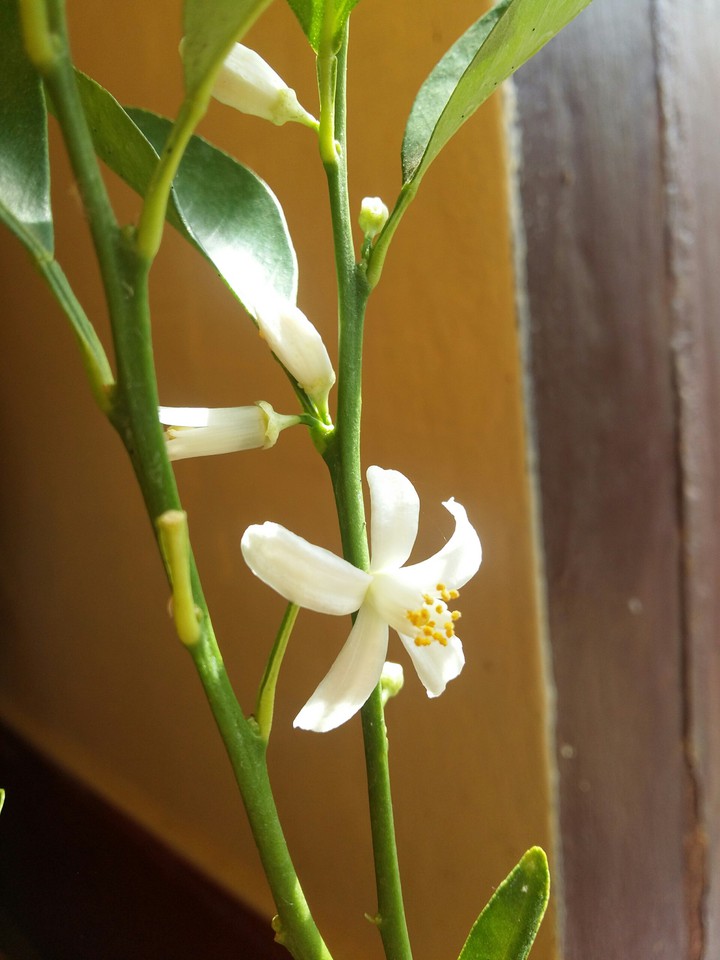 Lemon flower