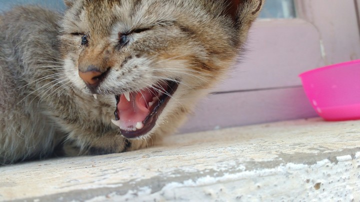 Cat