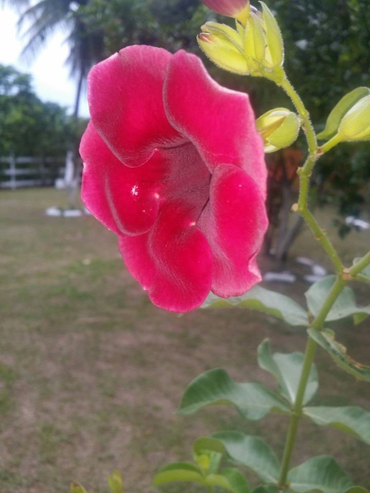 flower