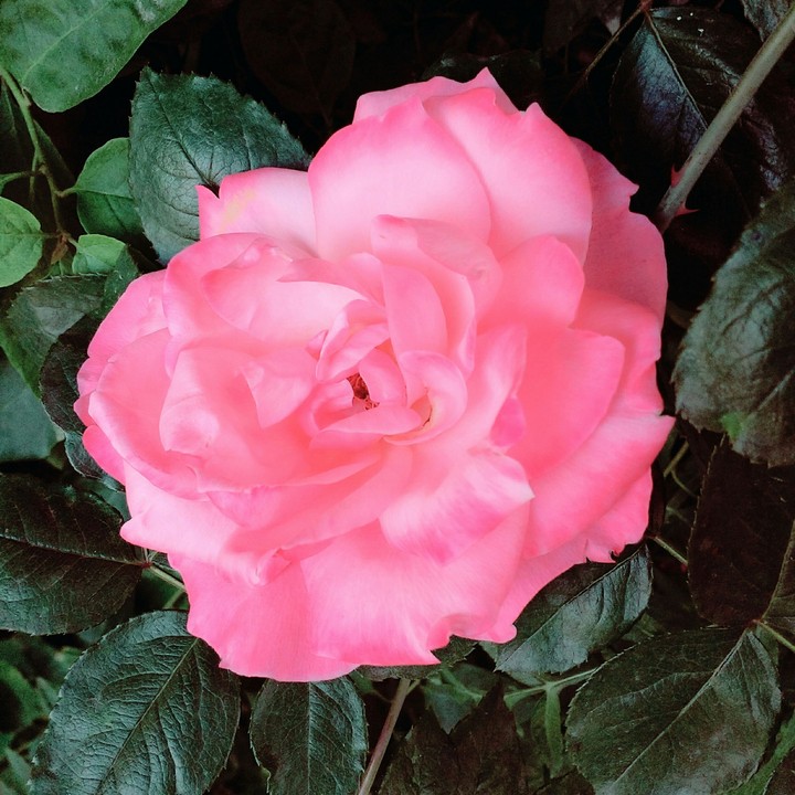 Pink Rose ❤