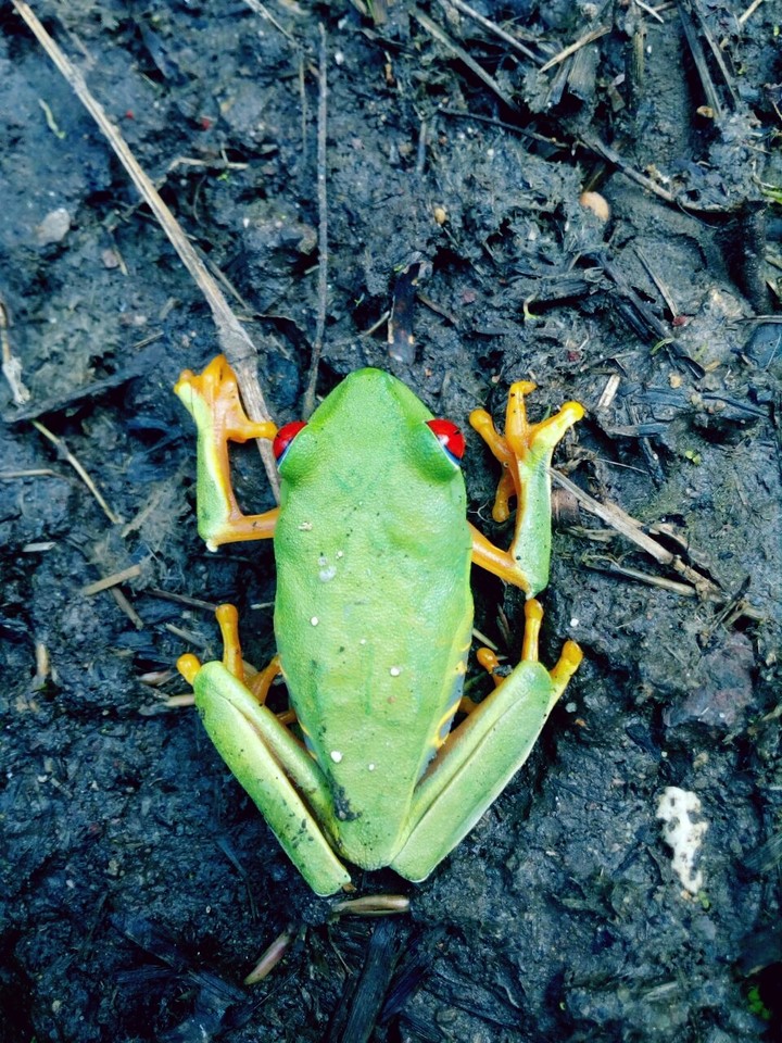 Rana