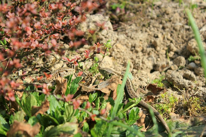 Lizards