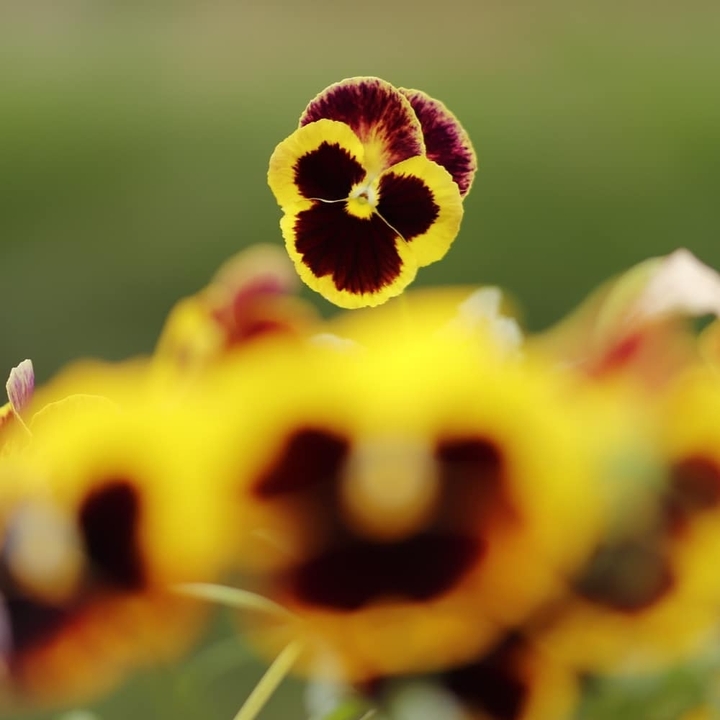 pansy 02