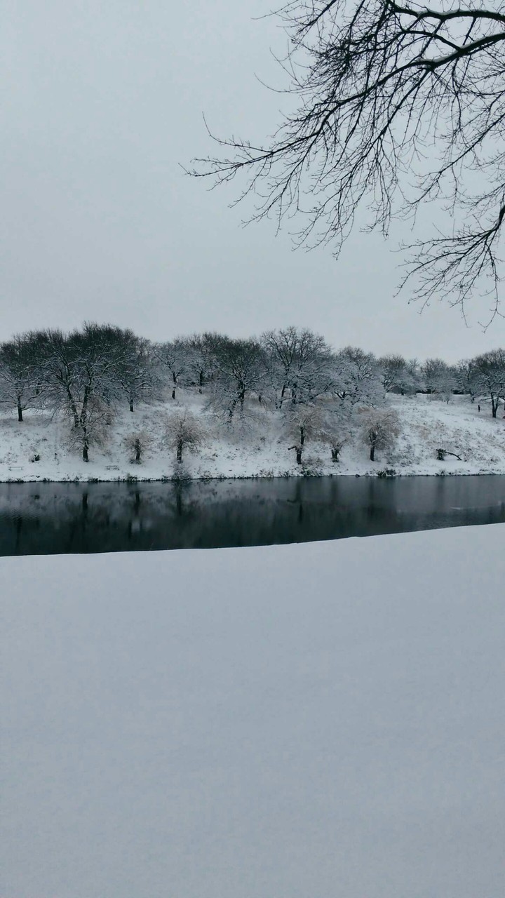 winter forest
