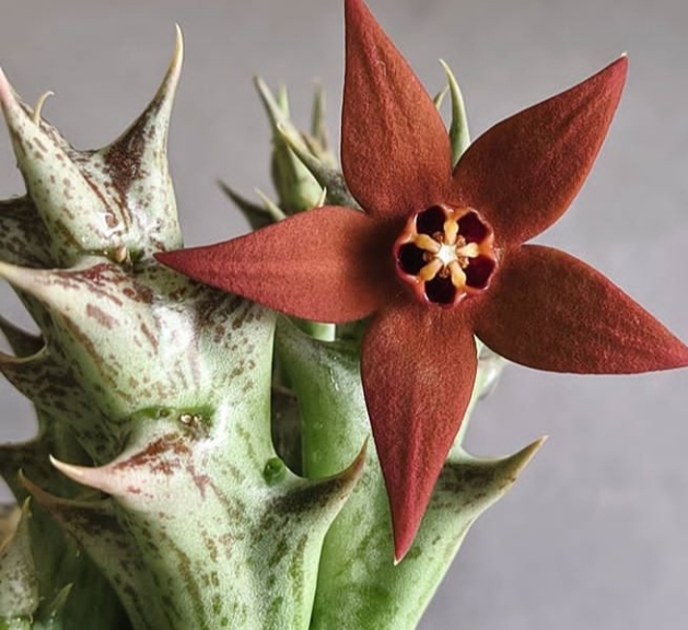succulent