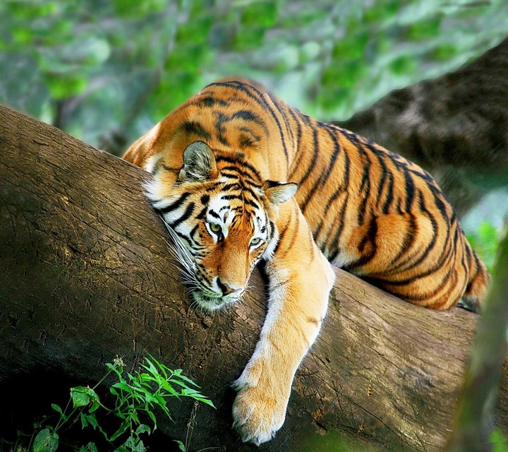 tiger