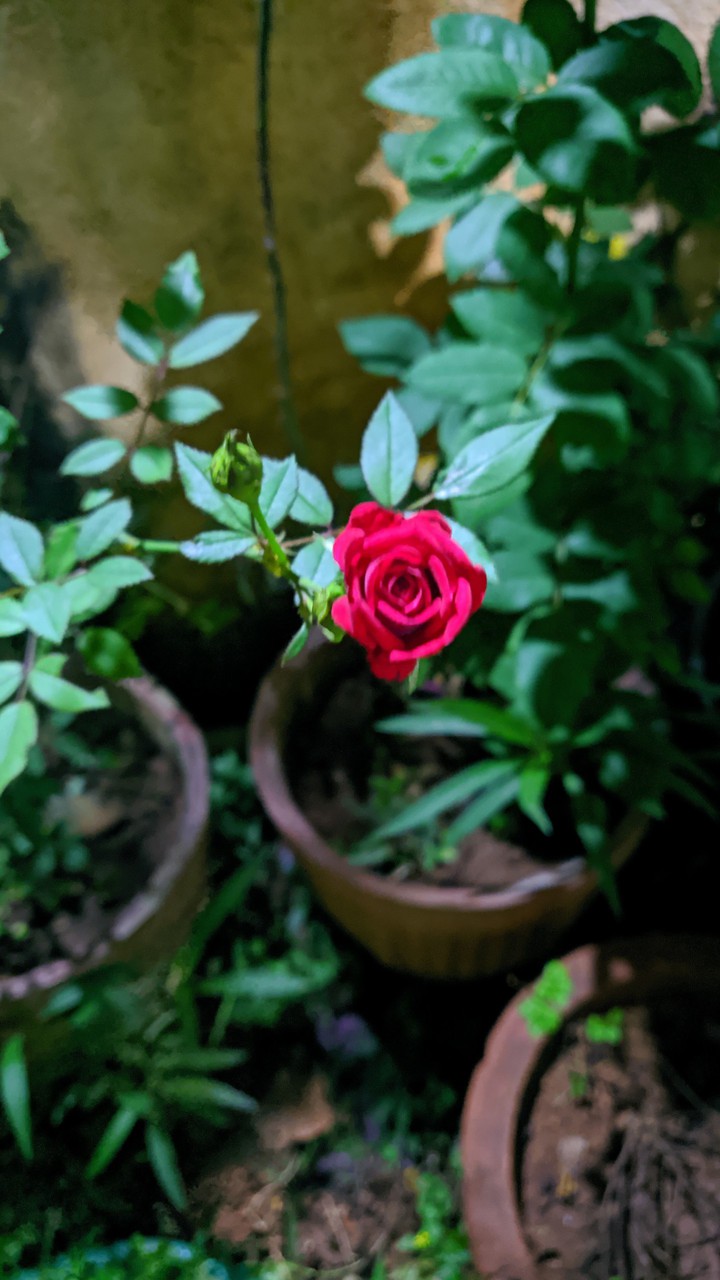 Rose