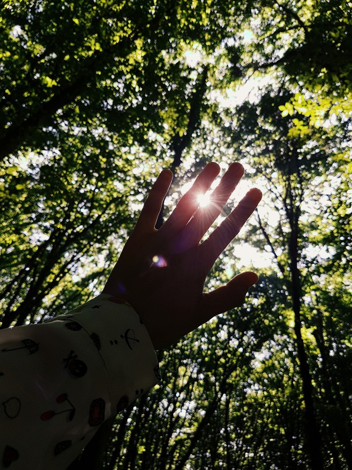 sunshine in the forest