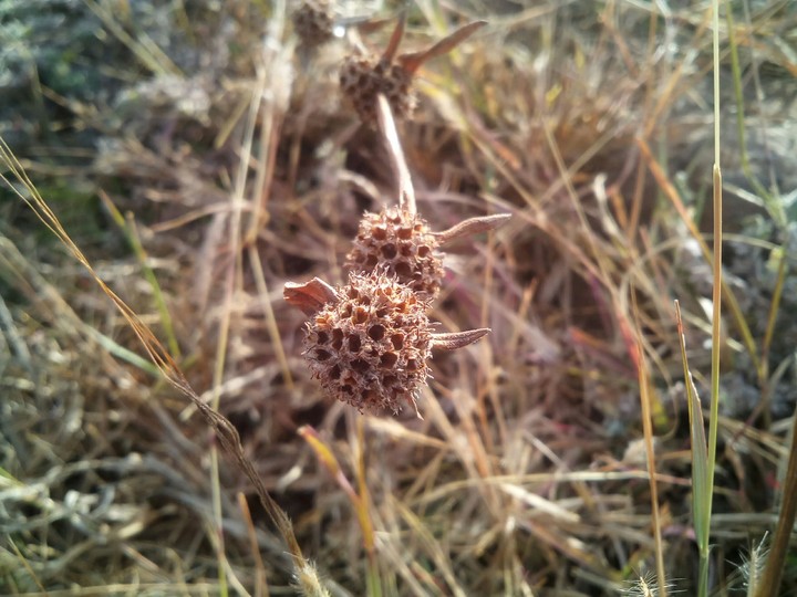 grass flowers
