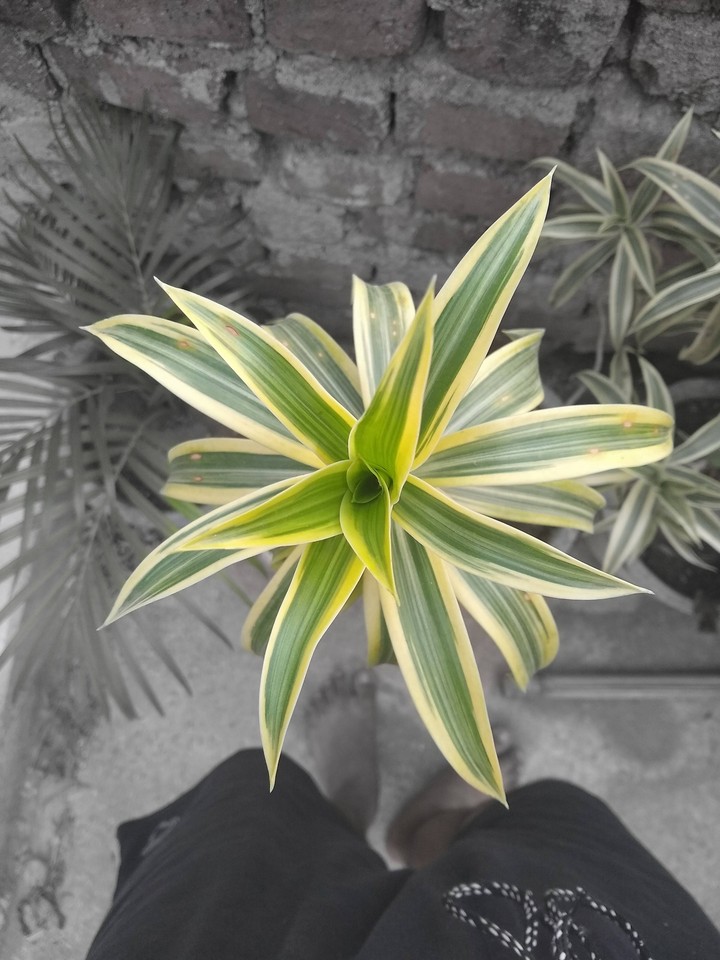 GoGreenPotrait