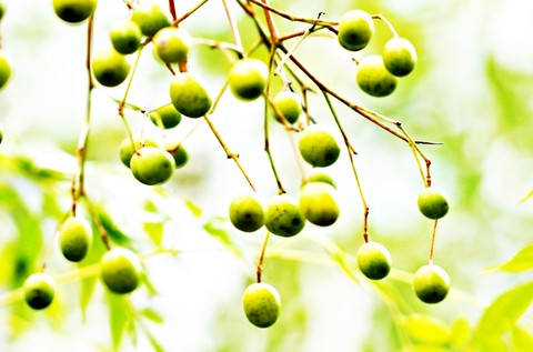 sfondi mahogany, fruit