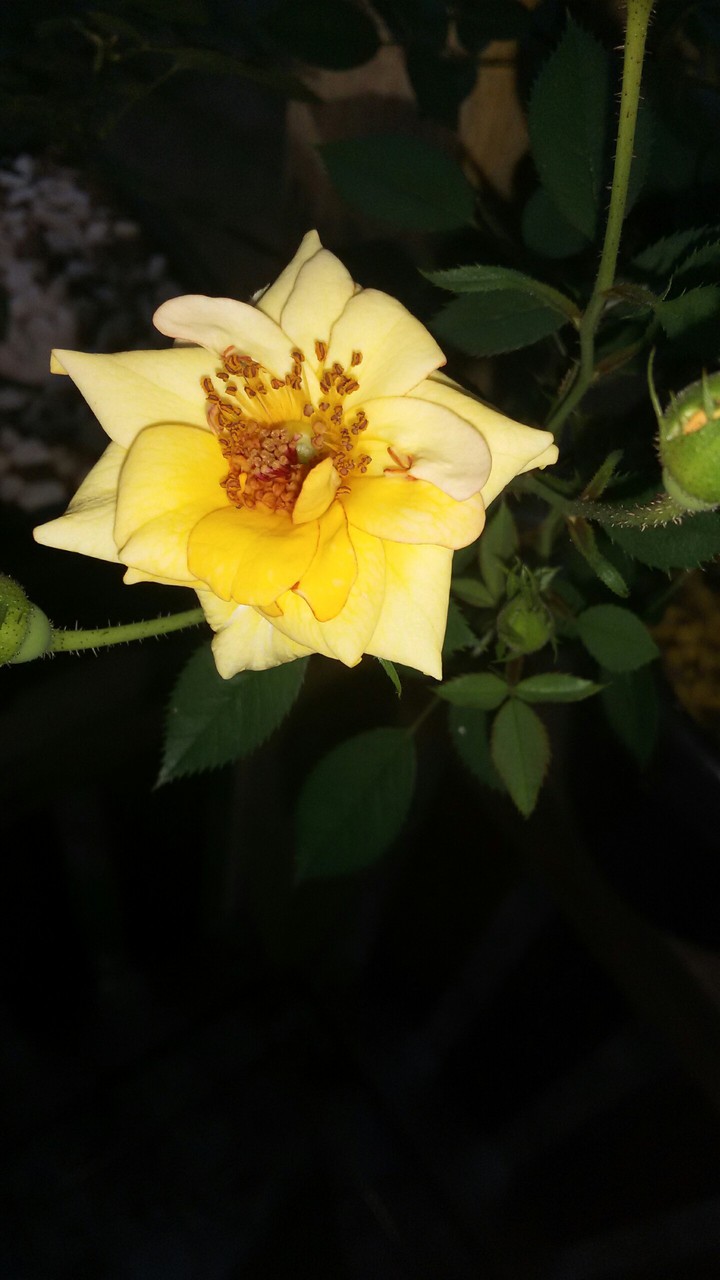 flores  amazônica