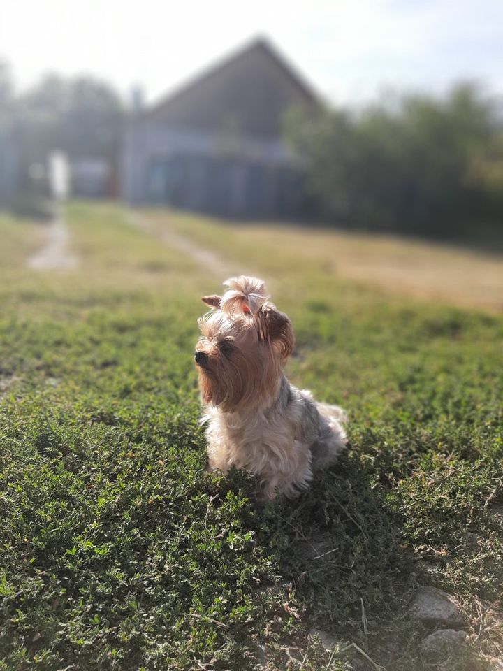 Молли