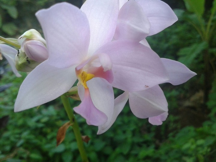 natural