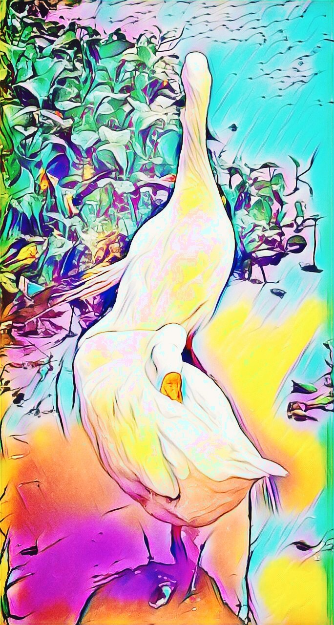 birds