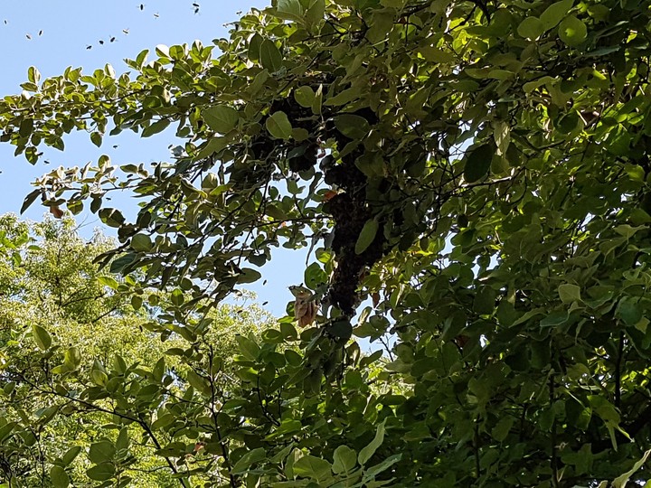 Sheki arı